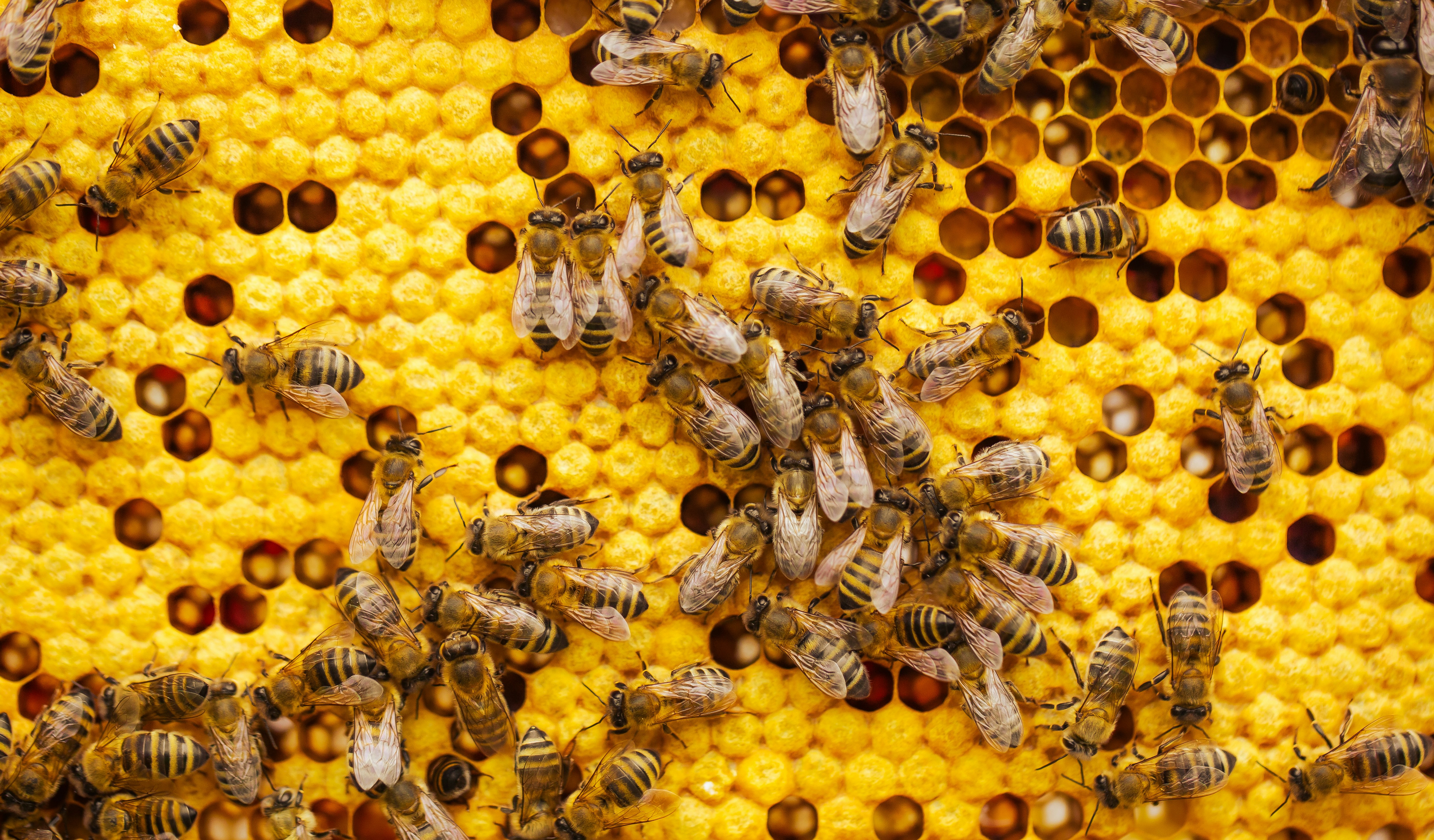 Unlocking South Sudan’s Liquid Gold: The Honey Supply Chain Crisis